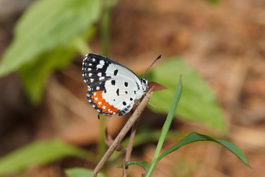 Lepidoptera 03397