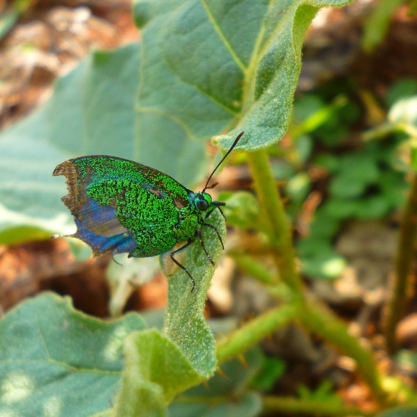 Lepidoptera-1cm-Misiones-Argentina-08-2014