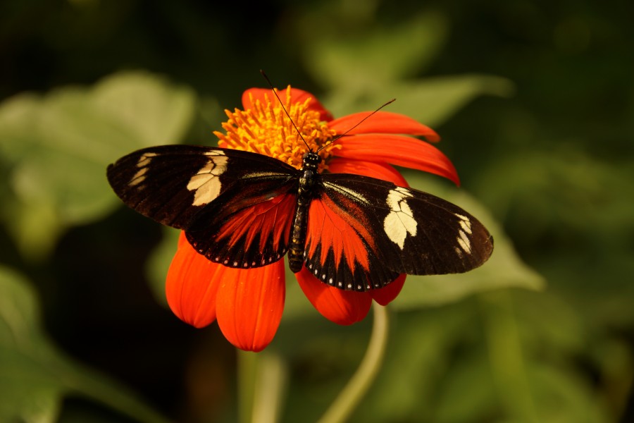 Lepidoptera in Artis Zoo (9548625088)