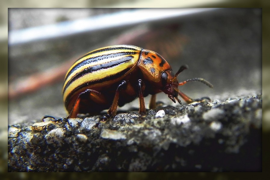 Leptinotarsa decemlineata. Escaravello da pataca