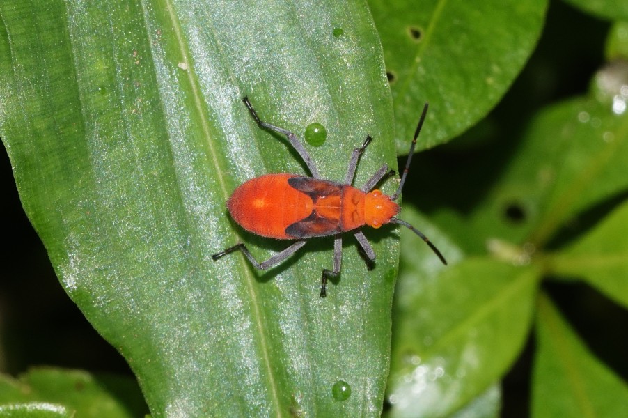 Leptocoris sp 6