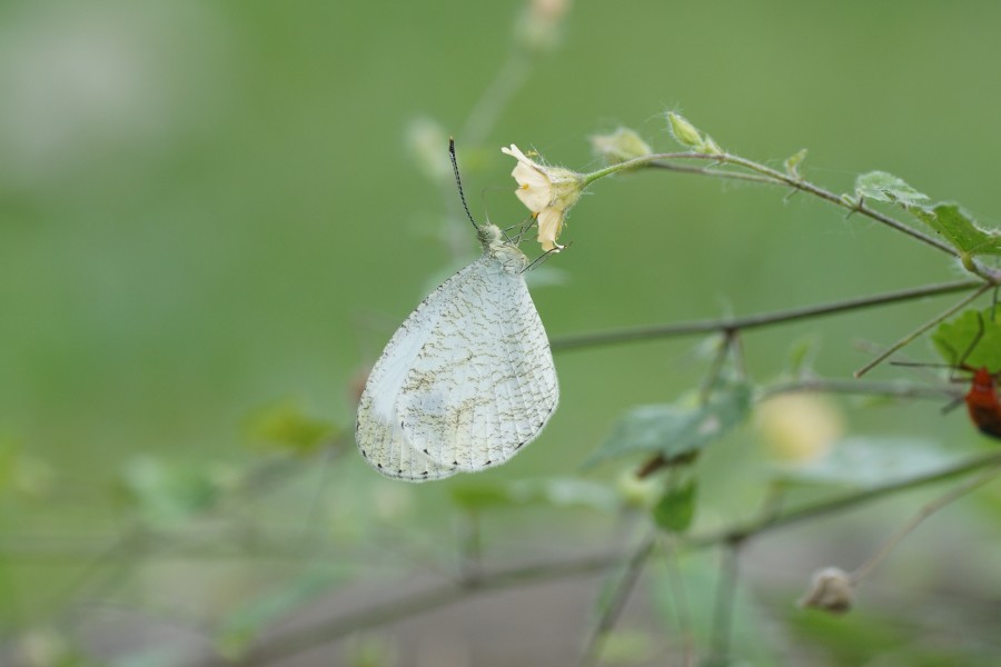 Leptosia nina 05553