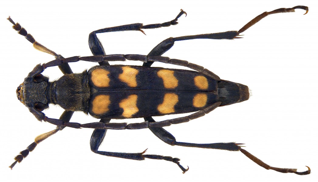 Leptura quadrifasciata (Linné, 1758) (3636412832)