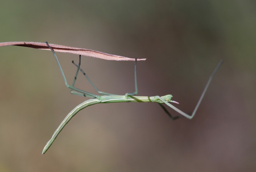 Leptynia sp. (4798739220)