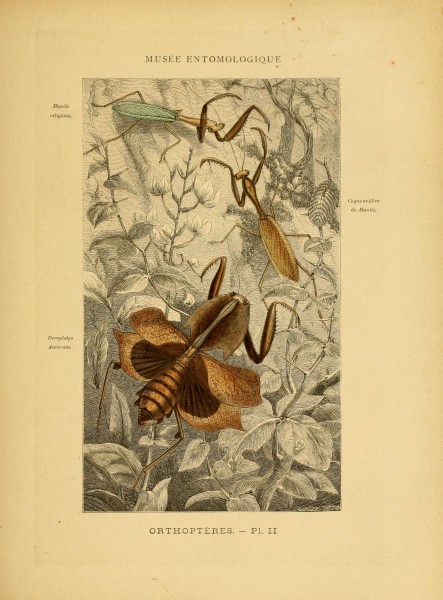 Les insectes (Pl. II) (6008126873)