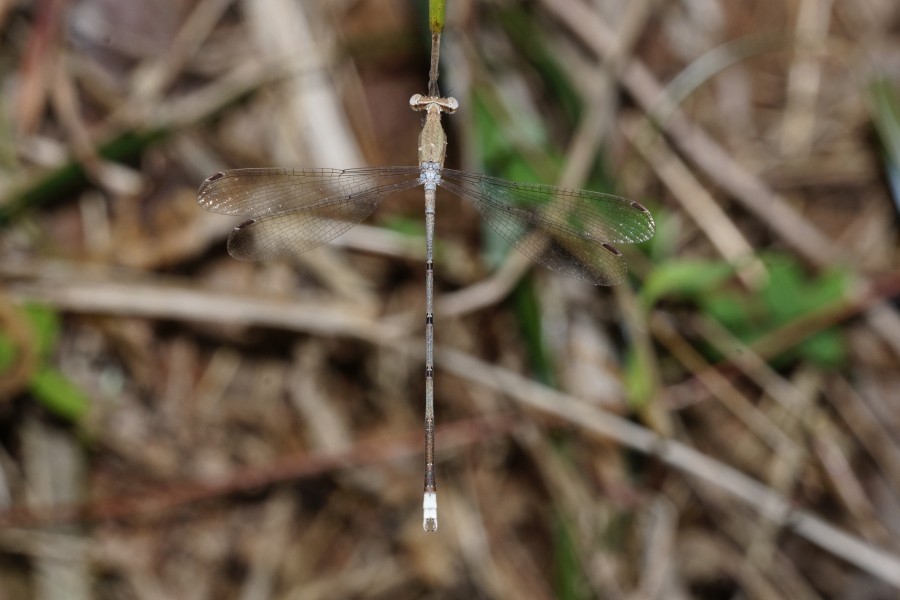 Lestes 1404