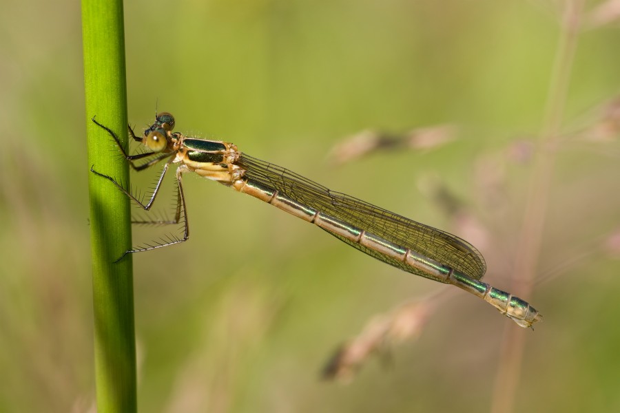 Lestes sponsa 4(loz)