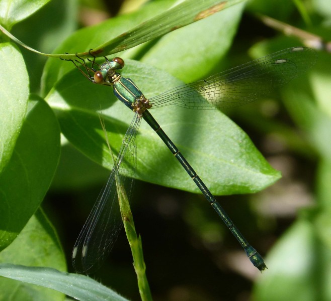 Lestes viridis. Western Willow Spreadwing - Flickr - gailhampshire (1)