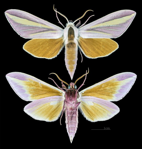 Leucophlebia lineata MHNT CUT 2010 0 150 Dolok Merangir Nord Sumatra male