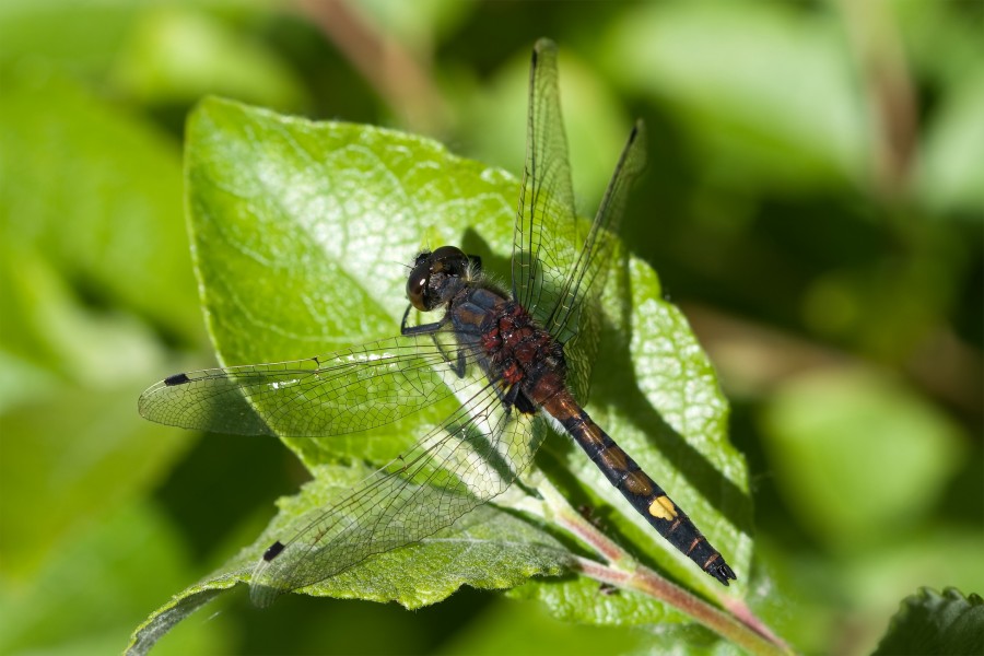 Leucorrhinia pectoralis 2(loz)