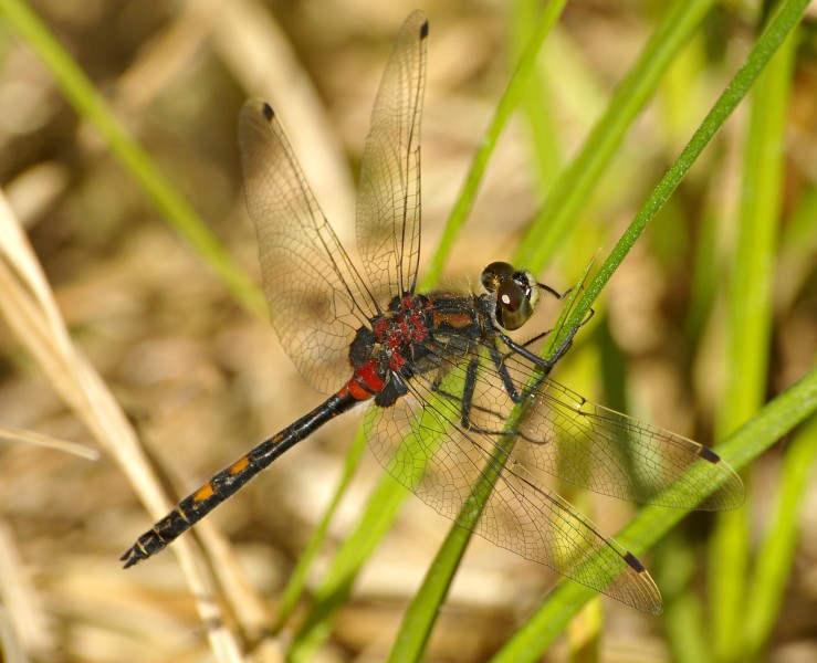 LeucorrhiniaDubiaMale