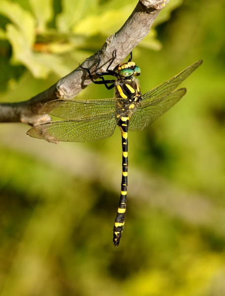 Libèl·lula - Libélula - Dragonfly - Cordulegaster boltonii (5163131161)