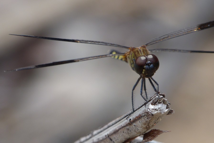 Libélula (14380114291)