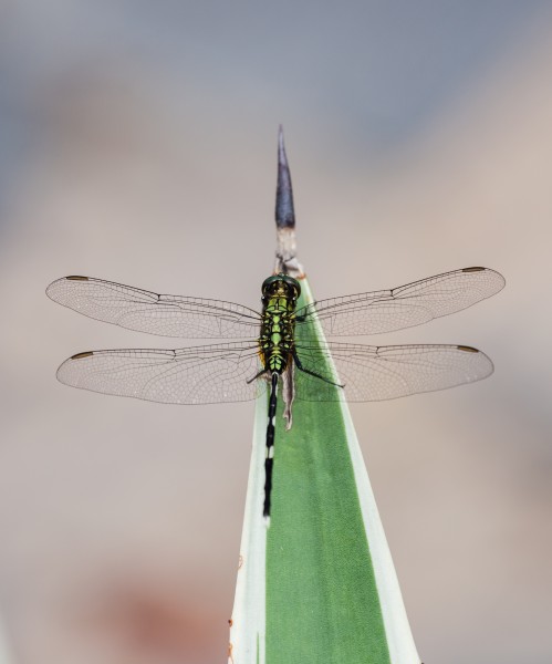 Libélula (Orthetrum sabina), Ciudad Ho Chi Minh, Vietnam, 2013-08-15, DD 03