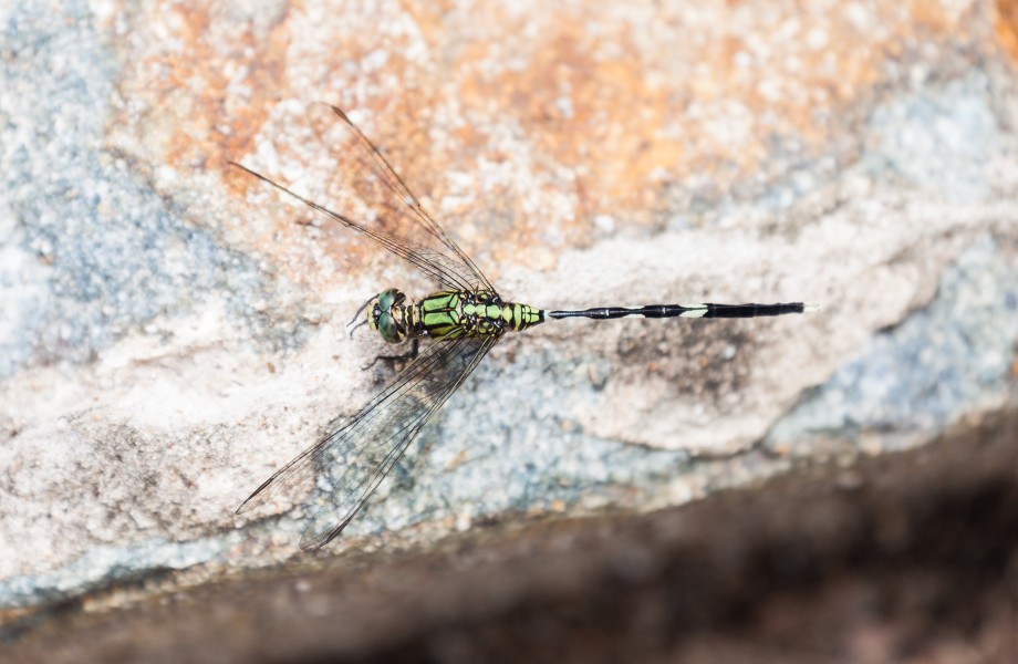 Libélula (Orthetrum sabina), Ciudad Ho Chi Minh, Vietnam, 2013-08-15, DD 04