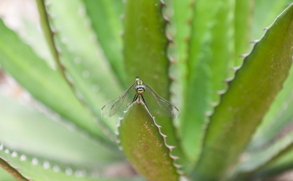 Libélula (Orthetrum sabina), Ciudad Ho Chi Minh, Vietnam, 2013-08-15, DD 05