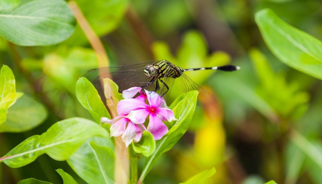 Libélula (Orthetrum sabina), Ciudad Ho Chi Minh, Vietnam, 2013-08-15, DD 06