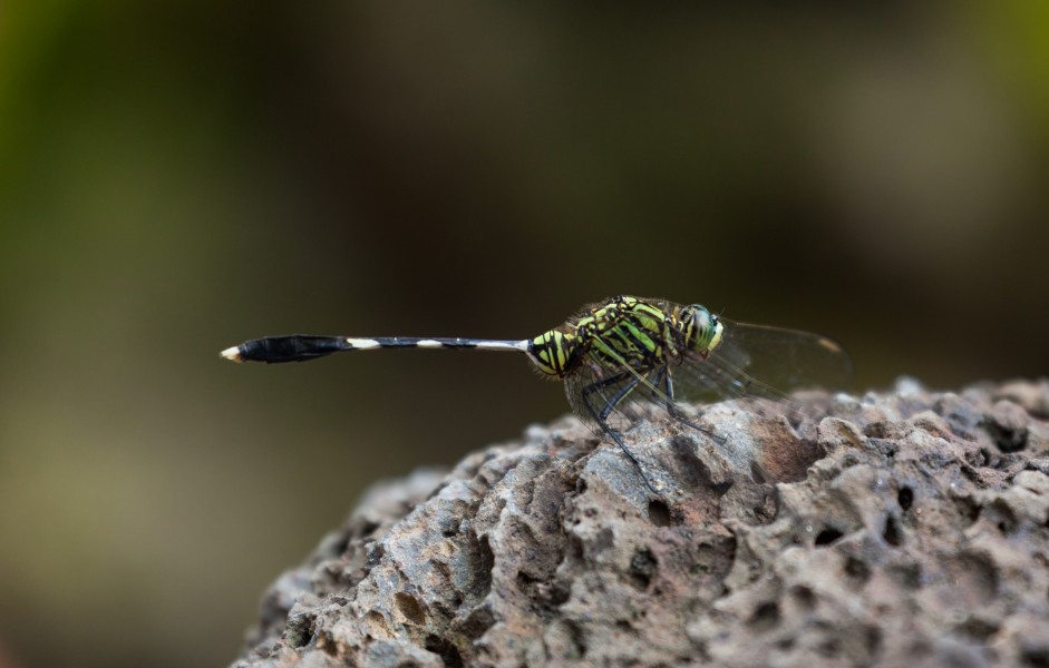 Libélula (Orthetrum sabina), Ciudad Ho Chi Minh, Vietnam, 2013-08-15, DD 08