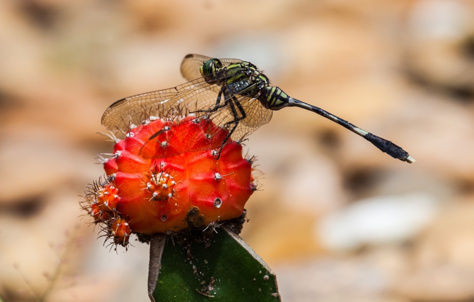 Libélula (Orthetrum sabina) sobre un Gymnocalicium mihanowichii, Ciudad Ho Chi Minh, Vietnam, 2013-08-14, DD 03
