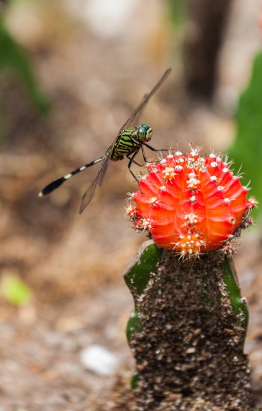 Libélula (Orthetrum sabina) sobre un Gymnocalicium mihanowichii, Ciudad Ho Chi Minh, Vietnam, 2013-08-14, DD 08