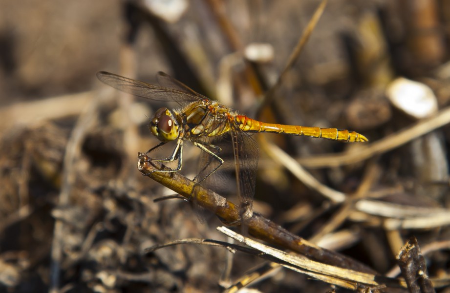 Libélula (Sympetrum fonscolombii), jardín botánico de Tallinn, Estonia, 2012-08-13, DD 02