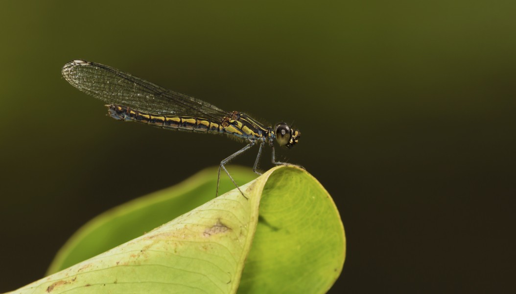 Libellago lineata female-Kadavoor-2015-08-21-001