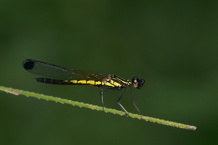 Libellago lineata male-Kadavoor-2016-06-15-002
