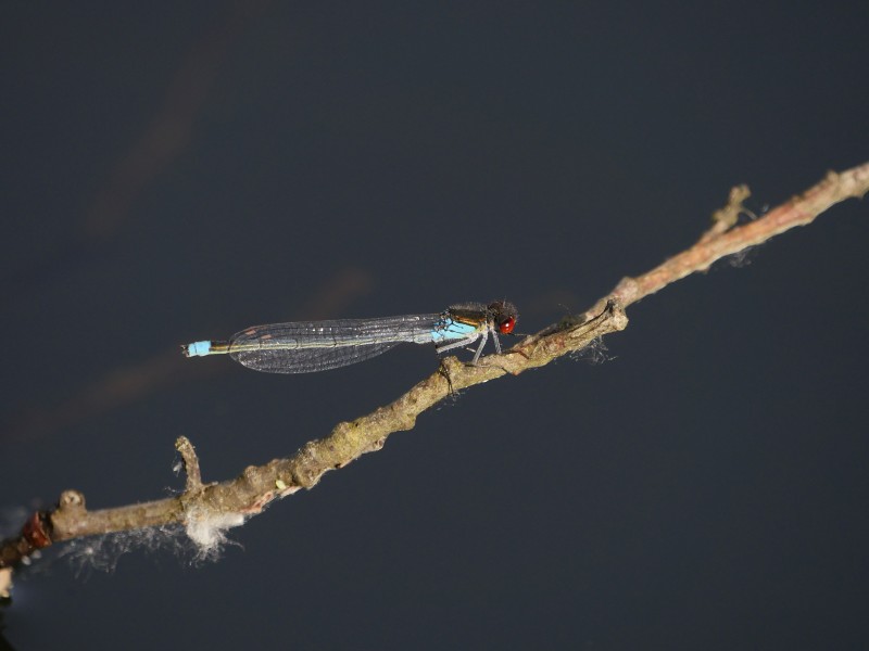 Libelle.hellblau.rote.Augen