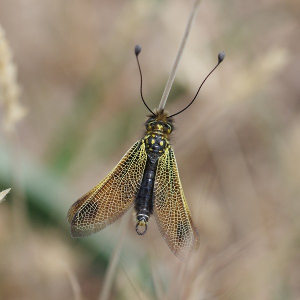 Libelloides longicornis ZK3 09829 qc 3k
