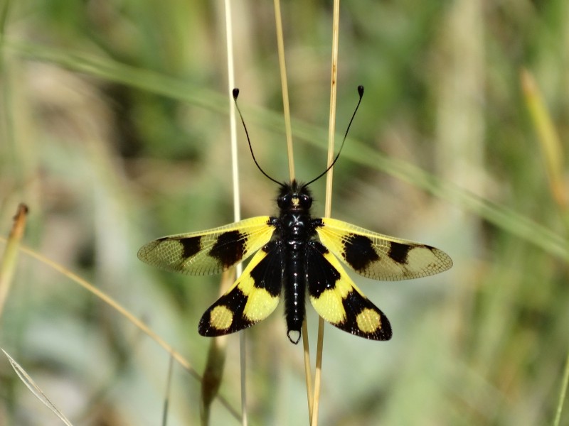 Libelloides macaronius, Neuroptera, Ascalaphidae