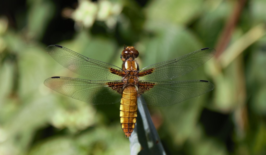 Libellula depressa, female