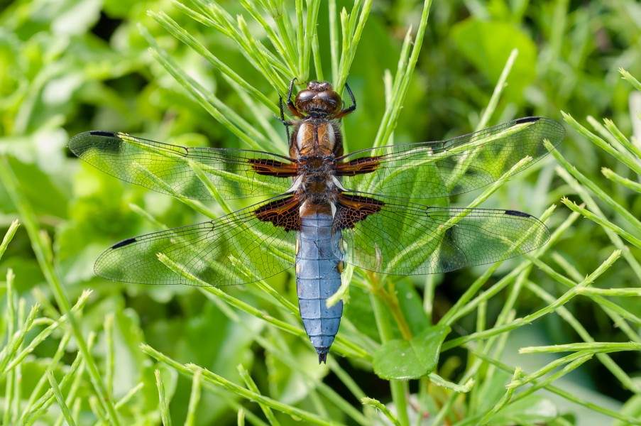 Libellula depressa male 2013