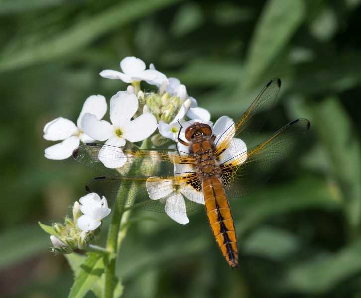 Libellula fulva close-up