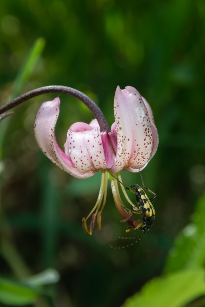 Lilium martagon mit Rutpela maculata 01