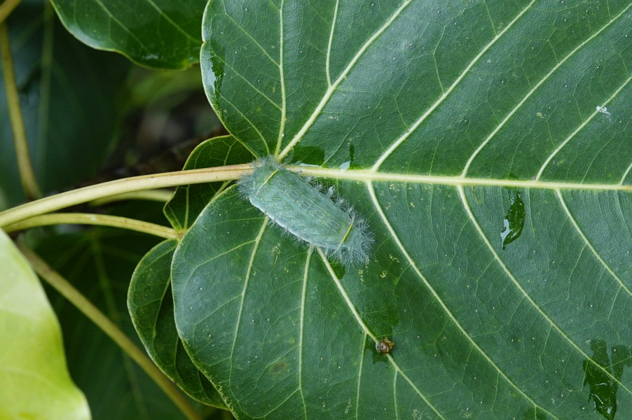 Limacodidae (caterpillar)1492