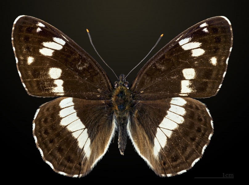 Limenitis camilla MHNT CUT 2013 3 15 Compiegne Dos