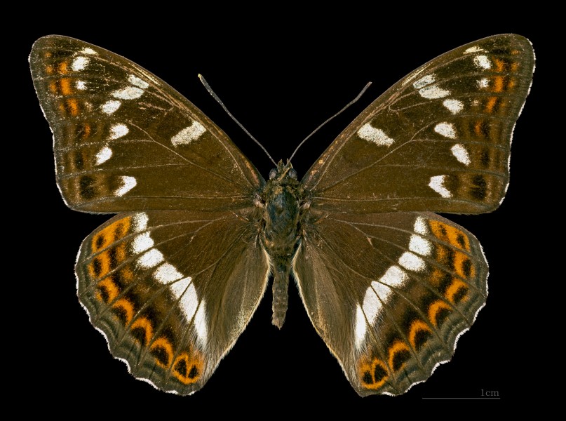 Limenitis populi MHNT CUT 2013 316 Condat (Cantal) Dos