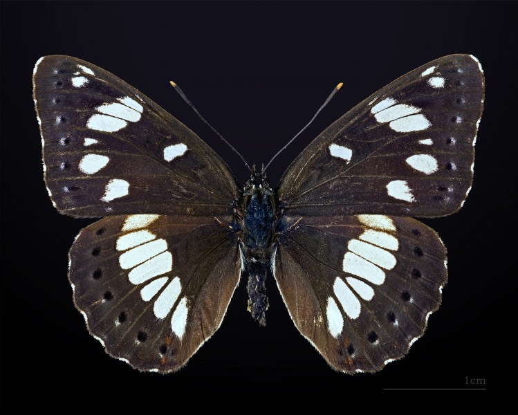 Limenitis reducta MHNT CUT 2013 3 15 Buzet Dos