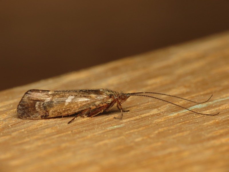 Limnephilus binotatus (14068838261)