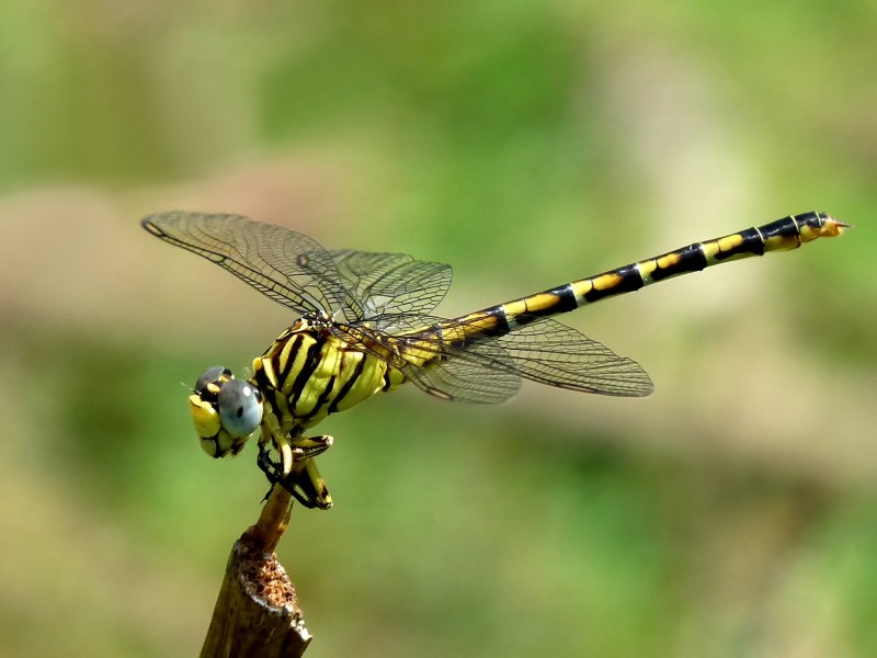 Lined Hooktail Paragomphus lineatus Female