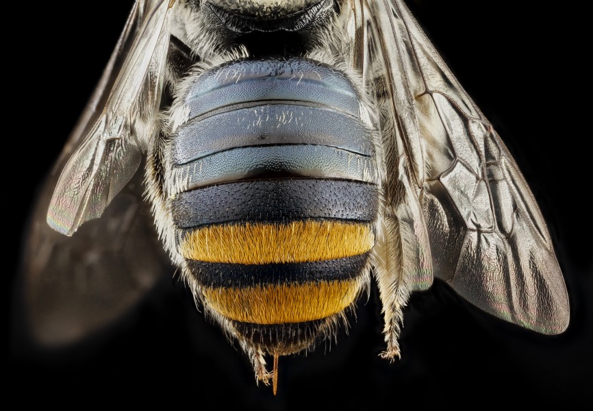 Lipotriches , f, australia, back 2014-11-02-01.48.33 ZS PMax (15758312346)