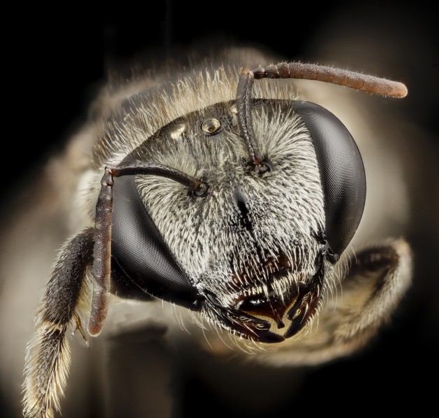 Lipotriches , f, australia, face 2014-11-02-01.57.03 ZS PMax (15162570583)