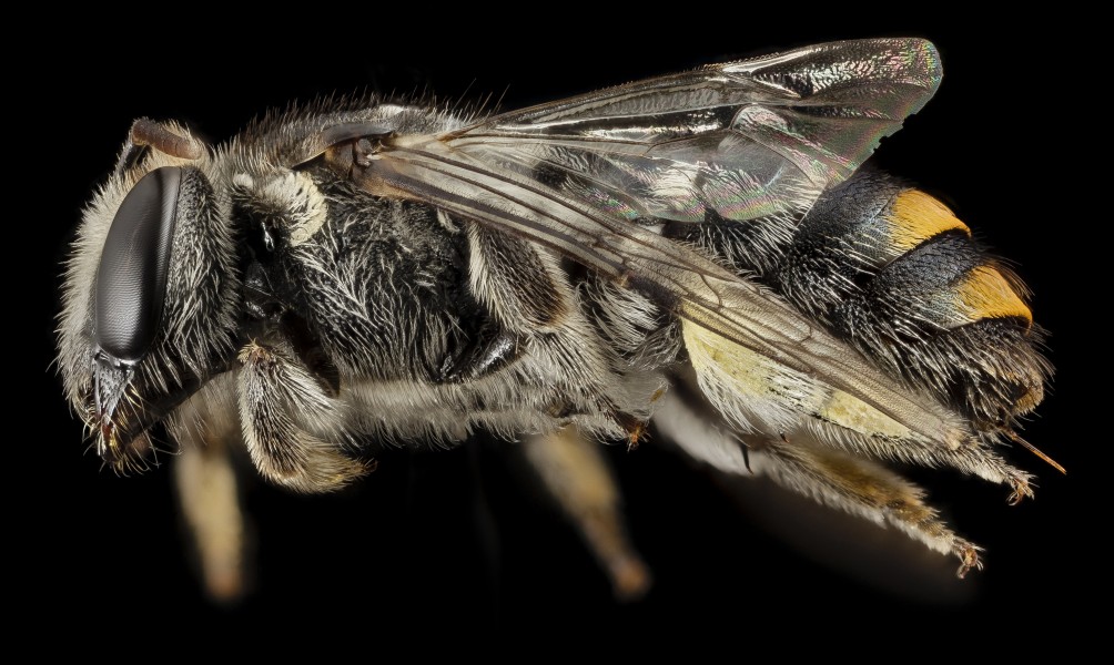 Lipotriches , f, australia, side 2014-11-02-01.05.45 ZS PMax (15162573773)