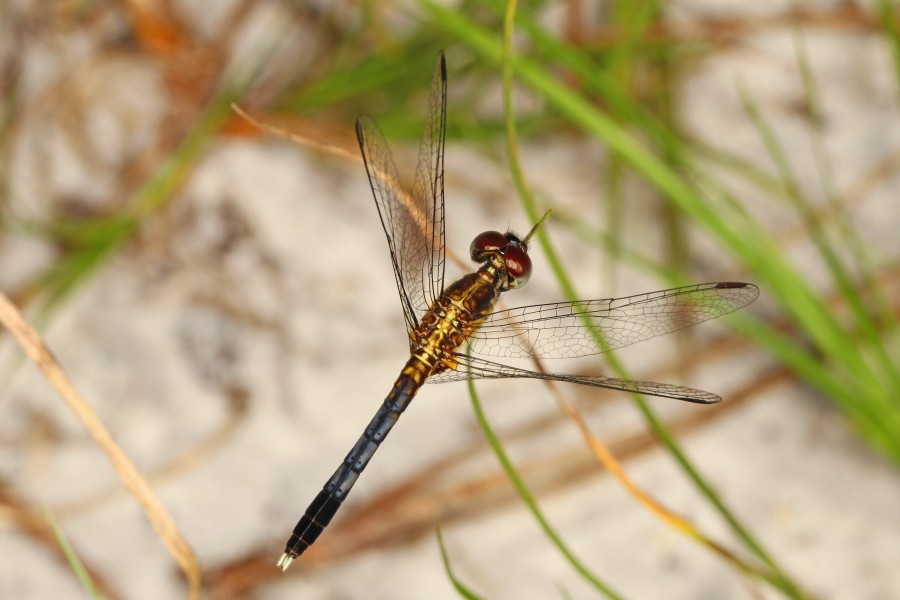 Little Blue Dragonlet - Erythrodiplax minuscula, Green Swamp, Supply, North Carolina - 21651726695