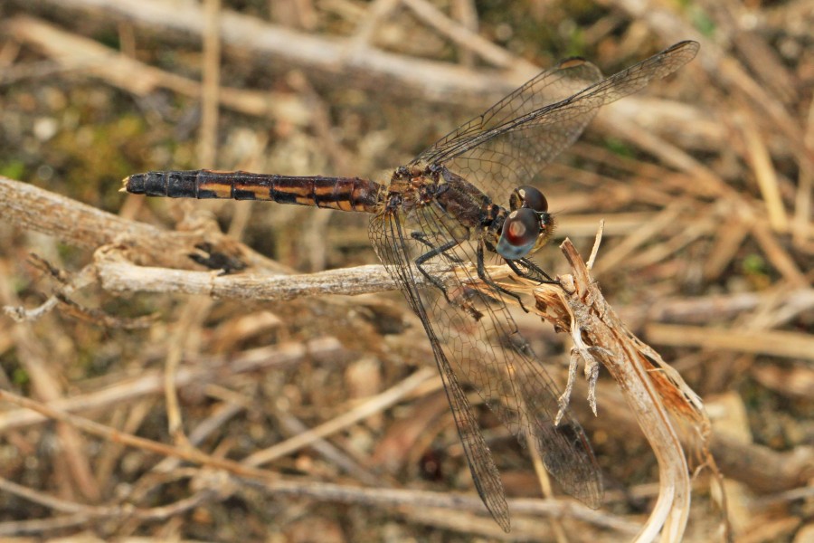Little Blue Dragonlet - Erythrodiplax minuscula, Okaloacoochee Slough State Forest, Felda, Florida - 24609578109