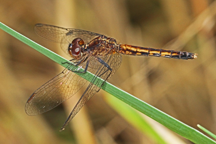 Little Blue Dragonlet - Erythrodiplax minuscula, Okaloacoochee Slough Wildlife Management Area, Immokalee, Florida - 8262965536