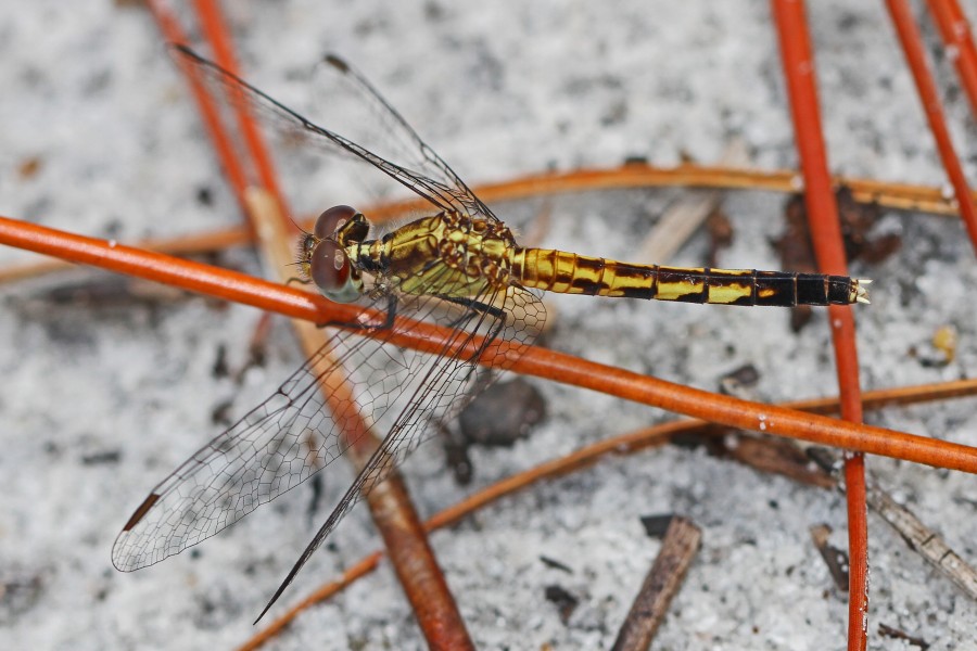 Little Blue Dragonlet (female) - Erythrodiplax minuscula, Okeefenokee National Wildlife Refuge, Folkston, Georgia