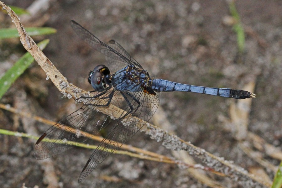 Little Blue Dragonlet (male) - Erythrodiplax minuscula, Okeefenokee National Wildlife Refuge, Folkston, Georgia