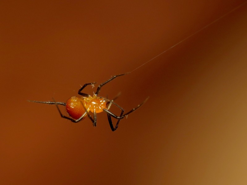 Little Red Spider - Flickr - treegrow (6)