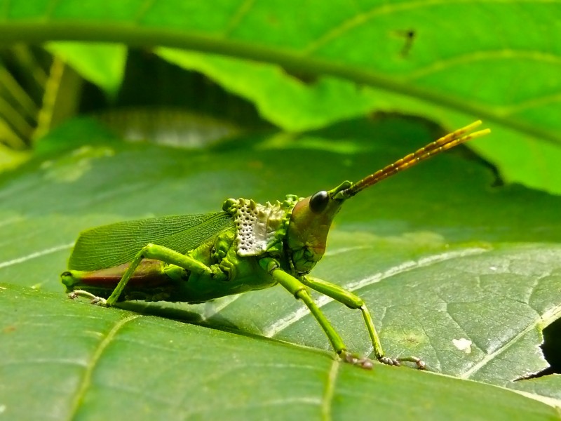 Locust (Taphronota sp.) (6807900831)